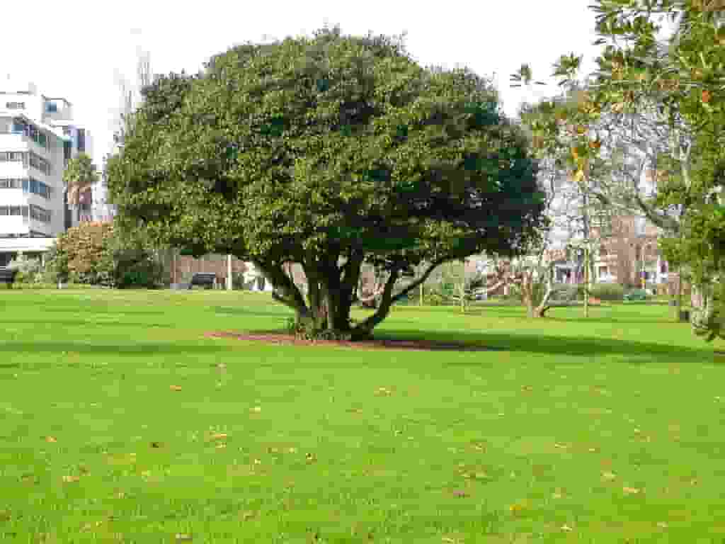 公園の大きな木