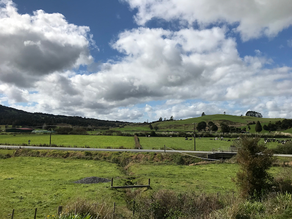 芝生と緑が広がるニュージーランドの田舎の景色
