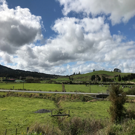 芝生と緑が広がるニュージーランドの田舎の景色