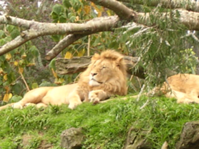 お昼寝中のライオン
