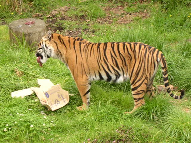 餌を食べている虎