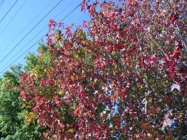 秋の紅葉の木