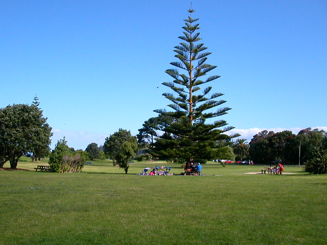 公園にある大きな木