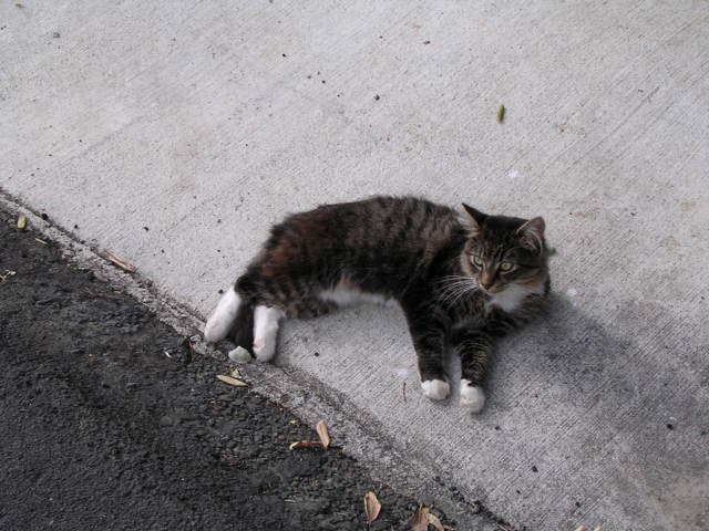 歩道で寝転ぶ猫