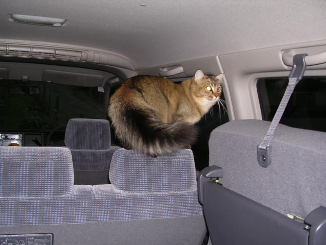 車の中に居座る猫