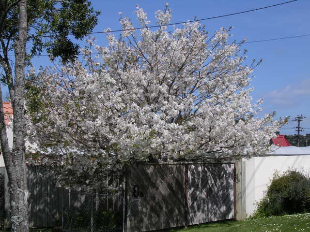ご近所の庭先で満開に咲く大きな桜の木