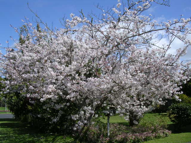 満開の桜の木