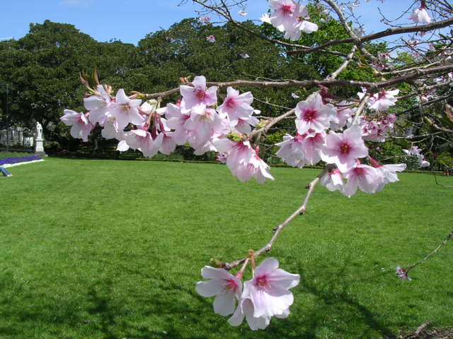 アルバートパークに咲く桜