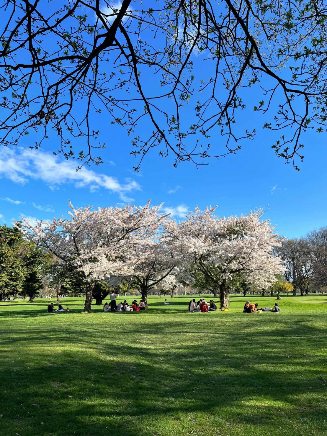 はグレー公園の桜
