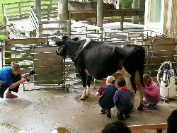 大きな牛と子供たち