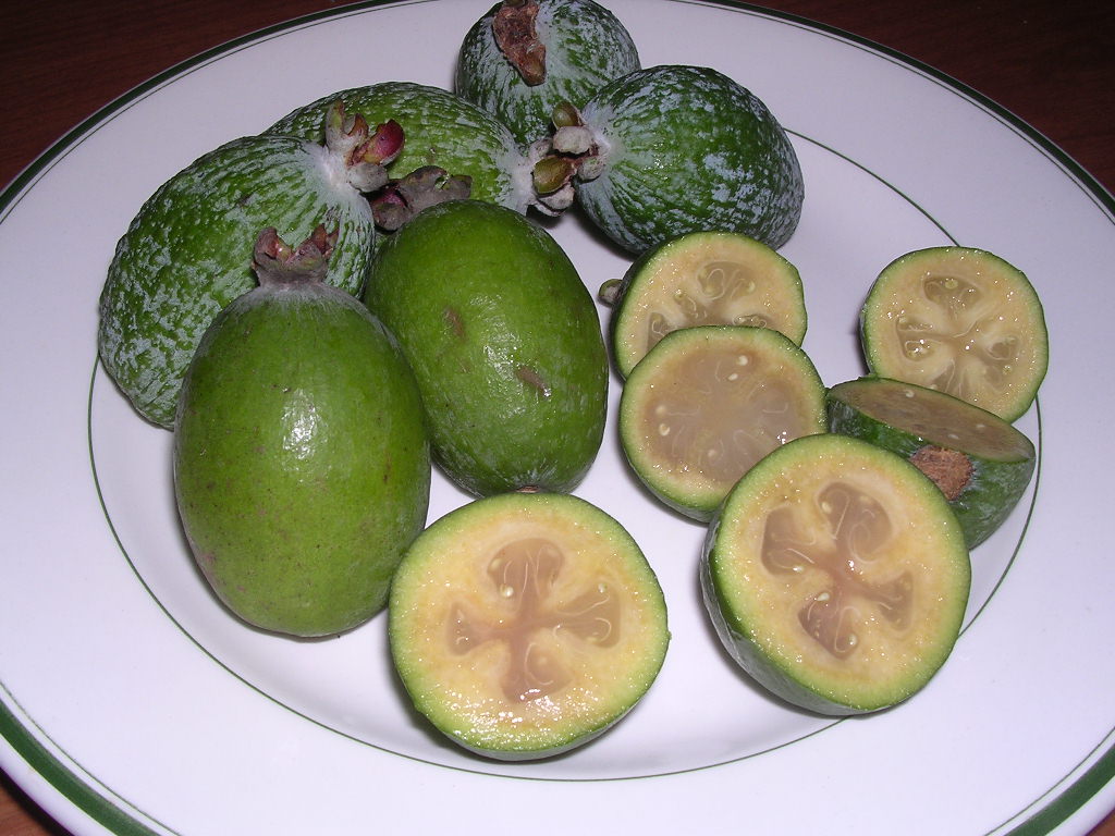 Feijoa