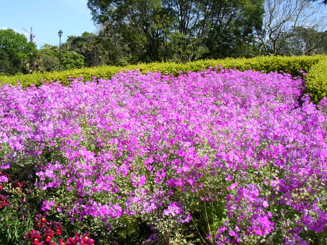 公園に咲くピンクの可愛い花たち