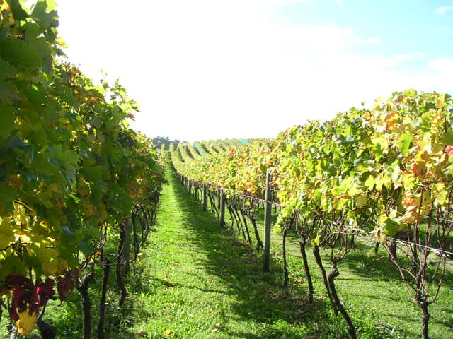 広大なワイン農場
