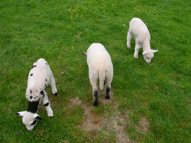 子羊たち