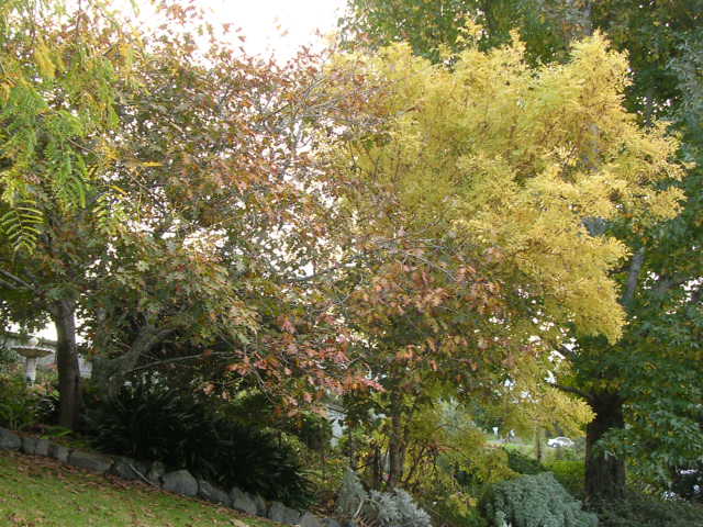 秋の紅葉に染まる木々