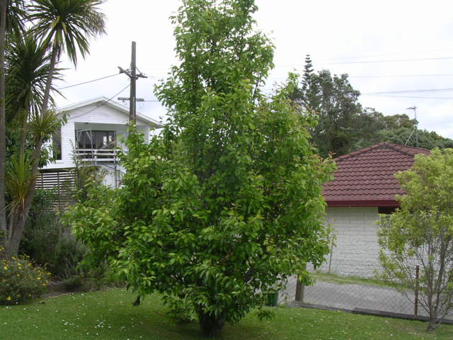庭にある梨の木