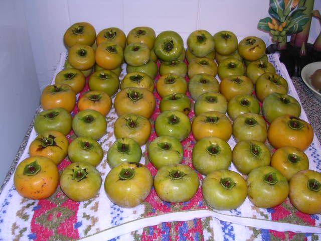 テーブルに乗っている大量の柿