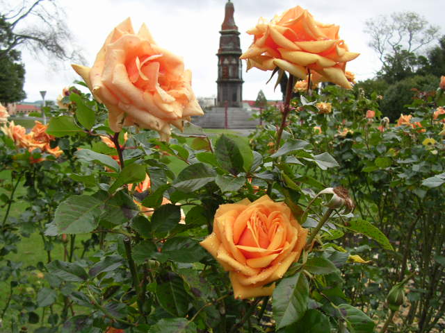 綺麗に咲く薔薇の花