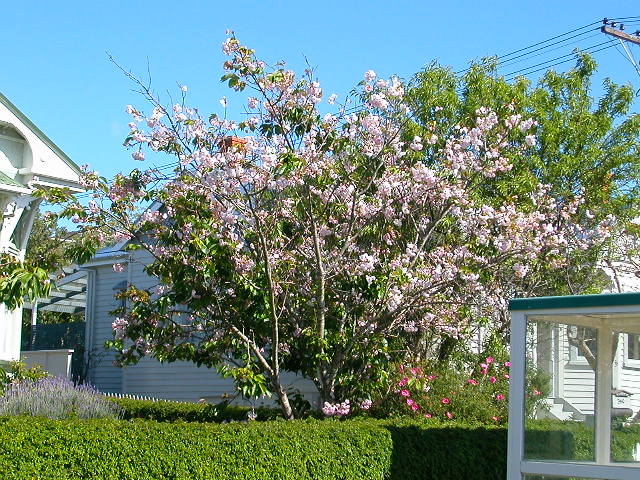 道路沿いに咲く桜の花