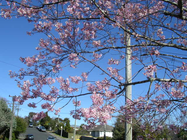 近所の庭に咲く満開の桜