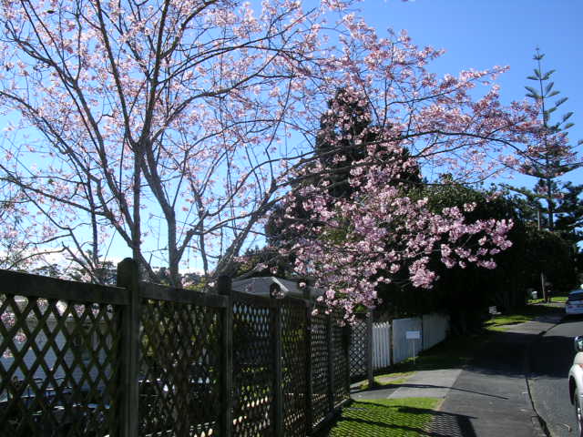 一本だけ満開に咲く桜の木