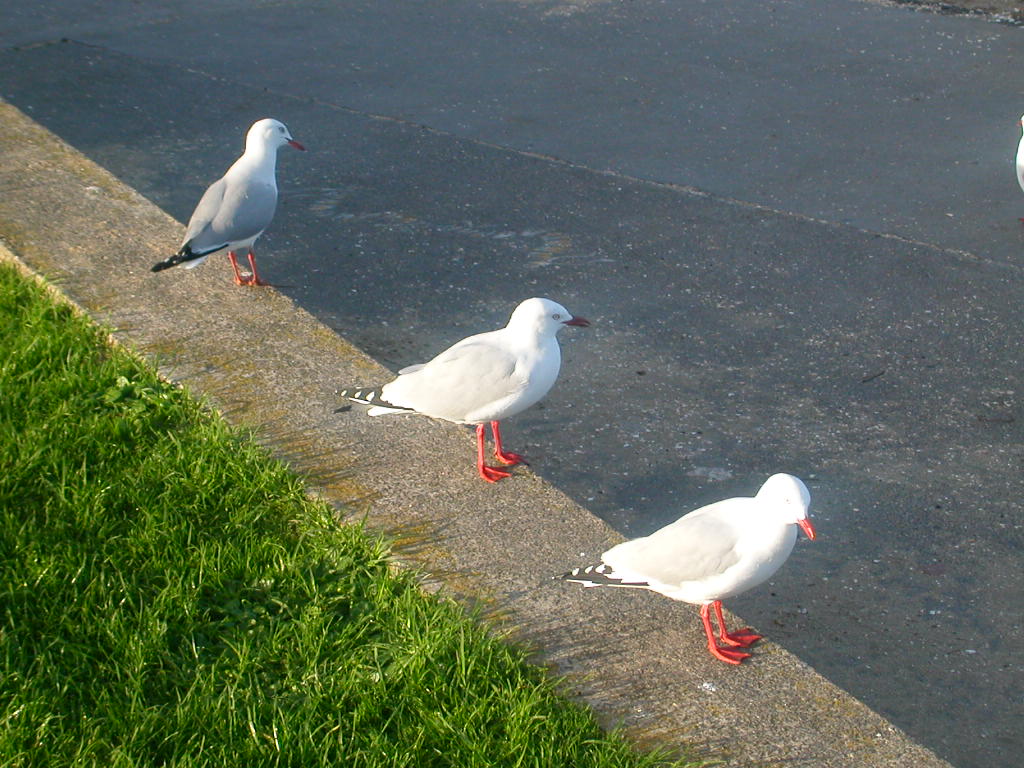 海辺でくつろぐカモメたち