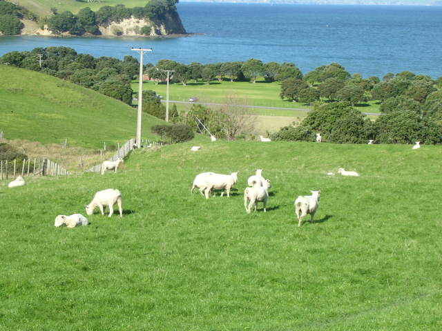 芝生の中にたくさんの羊