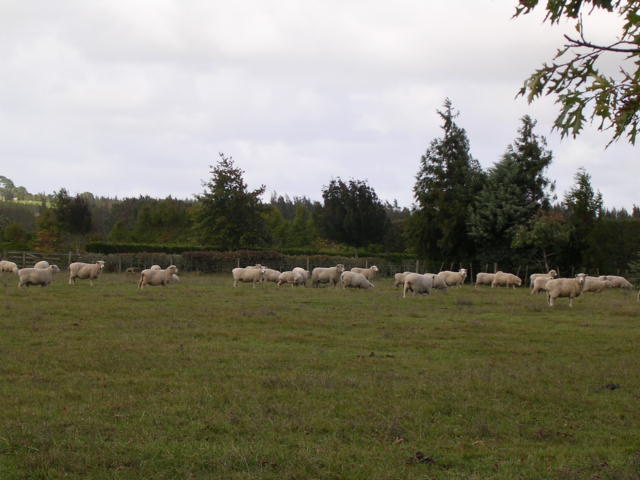 芝生の上に羊がたくさん