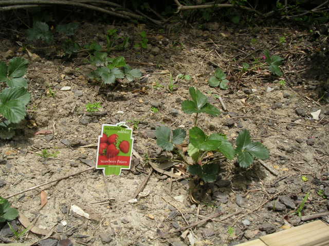 庭に植えたイチゴの苗