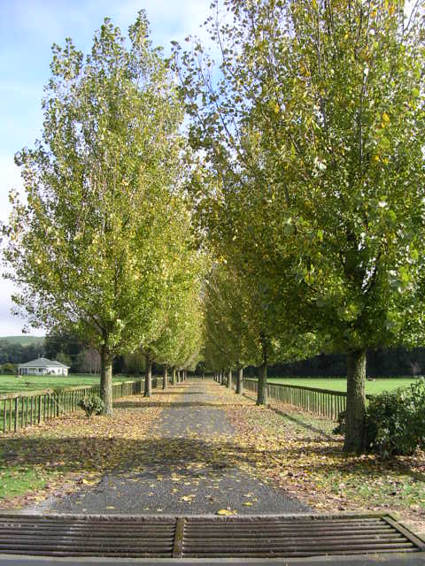 綺麗な木々が並ぶ脇道