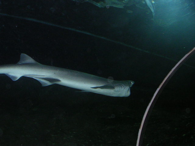 水槽の中を泳ぐ大きなサメ
